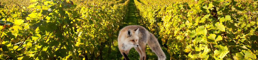 The fox and the grapes - one of the 10 lines short stories with morals.